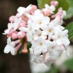 Viburnum carlesii 'Marlou'  - Viorne Marlou