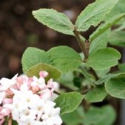 Viburnum carlesii 'Marlou' 