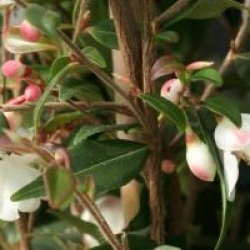 Camellia rosthorniana 'Elina'� - Cam�lia Cupido �