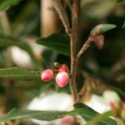 Camellia rosthorniana 'Elina'�