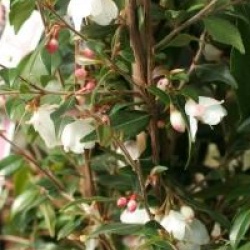 Camellia rosthorniana 'Elina'�