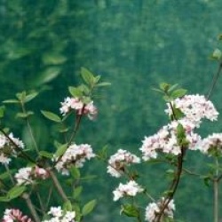 Viburnum x burkwoodii 'Mohawk'