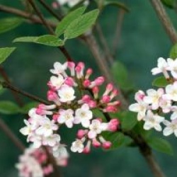 Viburnum x burkwoodii 'Mohawk'