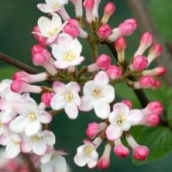 Viburnum x burkwoodii 'Mohawk'