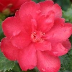 Camellia 'Holly Bright'