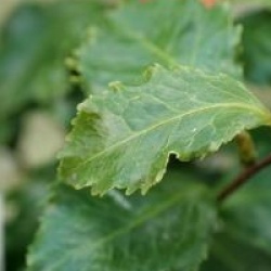 Camellia 'Holly Bright'