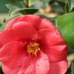 Camellia japonica 'Jules Verne' - Cam�lia du Japon Jules Verne