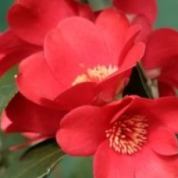 Camellia japonica 'Kimberley'