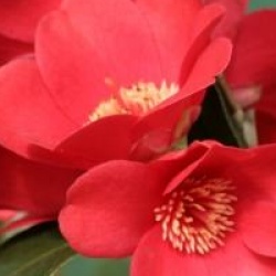 Camellia japonica 'Kimberley'