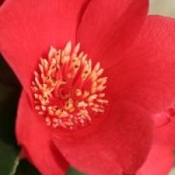 Camellia japonica 'Kimberley'