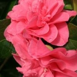 Camellia japonica 'Kumasaka'