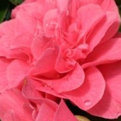 Camellia japonica 'Kumasaka'