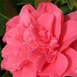 Camellia japonica 'Kumasaka'