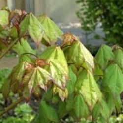 Acer cappadocicum 'Rubrum'