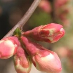 Chaenomeles x superba 'Flocon Rose'