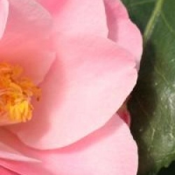 Camellia japonica 'La Psalette' - Cam�lia du Japon La Psalette