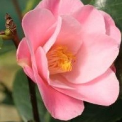 Camellia japonica 'La Psalette'