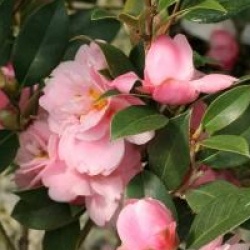 Camellia 'Ole'