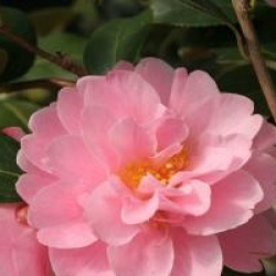 Camellia 'Ole'