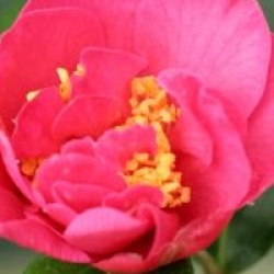 Camellia 'Senorita' - Cam�lia Senorita