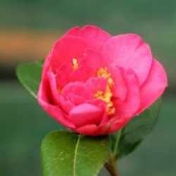 Camellia 'Senorita'