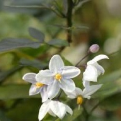 Solanum laxum