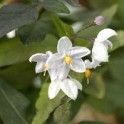 Solanum laxum