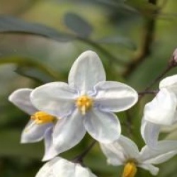 Solanum laxum