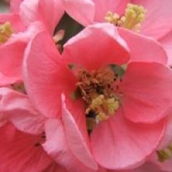 Chaenomeles x superba 'Pink Lady' - Cognassier du Japon Pink Lady