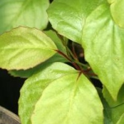 Schisandra sphenanthera - Schisandra sphenanthera