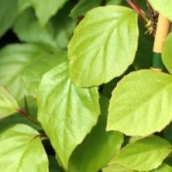 Schisandra sphenanthera