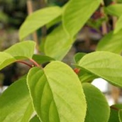 Schisandra rubrifolia 