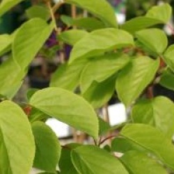 Schisandra rubrifolia 