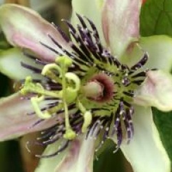 Passiflora x belotii 'Imperatrice Eugenie'