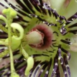 Passiflora x belotii 'Imperatrice Eugenie'