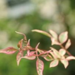 Jasminum officinalis 'Argenteovariegatum'