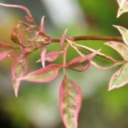 Jasminum officinalis 'Argenteovariegatum'