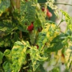 Abutilon megapotamicum 'Variegatum'