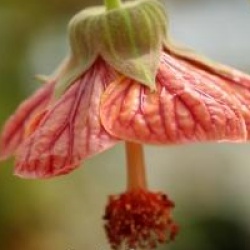 Abutilon pictum - Abutilon Striatum