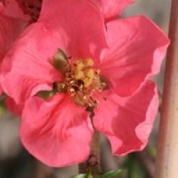 Chaenomeles x superba 'Pink Lady'