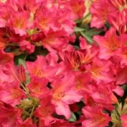 Rhododendron dichroanthum subsp. scyphocalyx