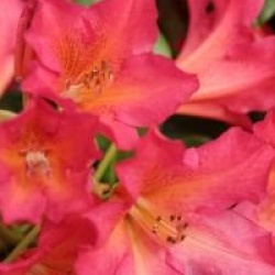 Rhododendron dichroanthum subsp. scyphocalyx