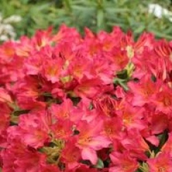 Rhododendron dichroanthum subsp. scyphocalyx