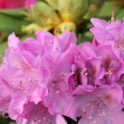 Rhododendron 'Roseum Elegans'