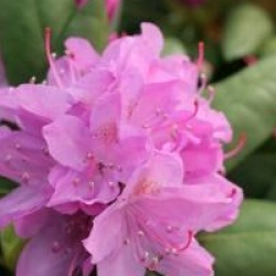 Rhododendron 'Roseum Elegans'