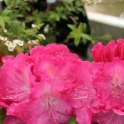 Rhododendron 'Germania' - Rhododendron hybride Germania