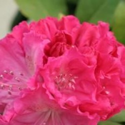 Rhododendron 'Germania'