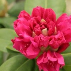 Rhododendron 'Germania'