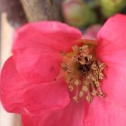 Chaenomeles x superba 'Pink Lady'