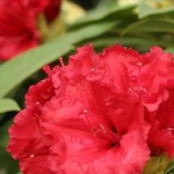 Rhododendron 'Red Jack'
